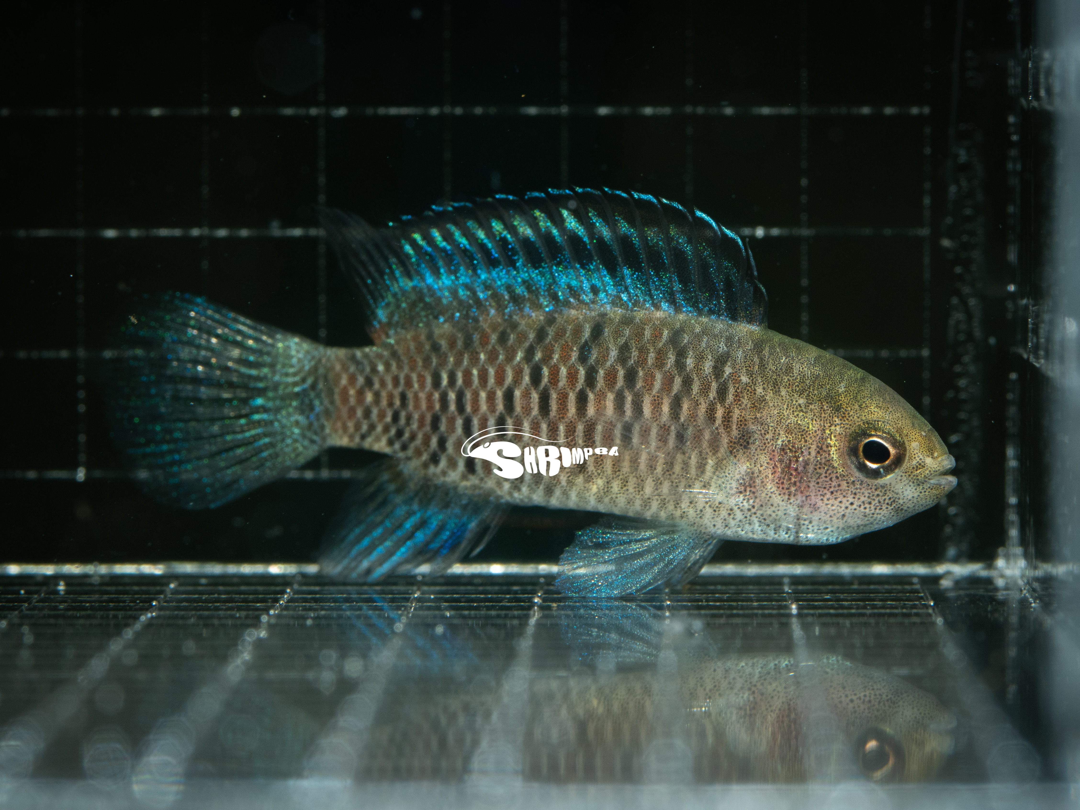 藍帆變色龍 1隻