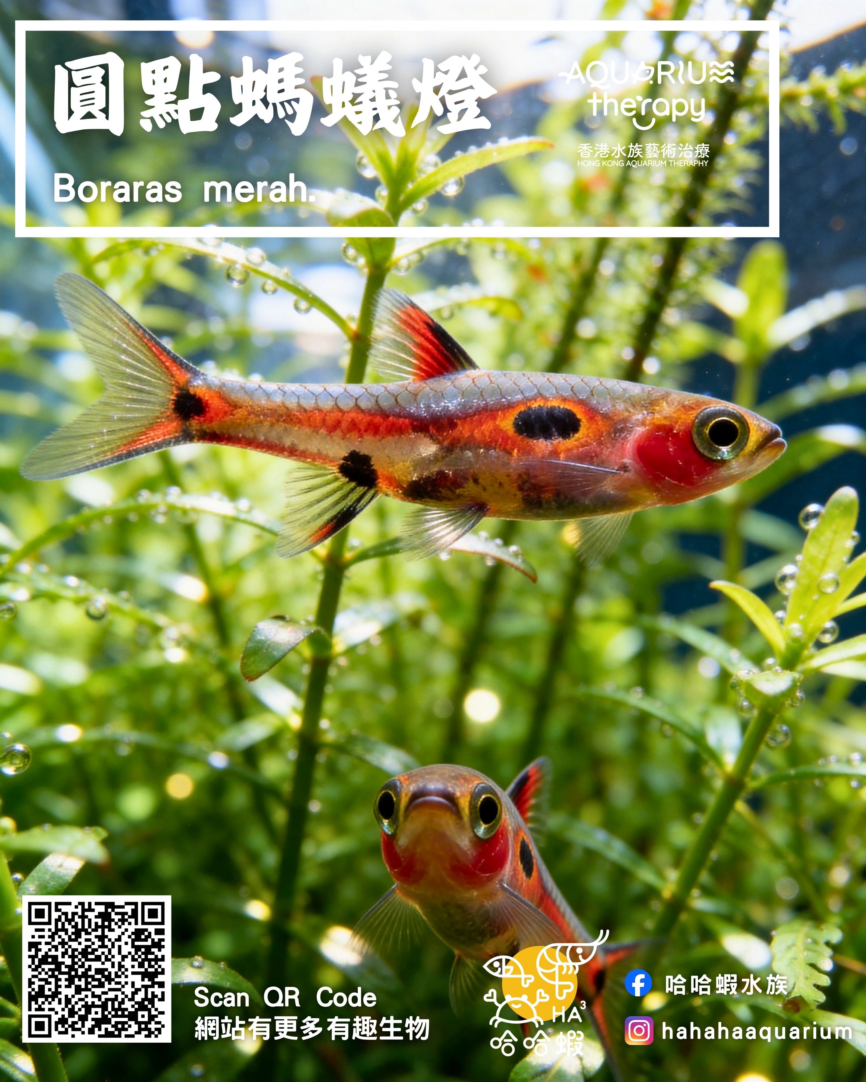 圓點螞蟻燈｜Boraras merah