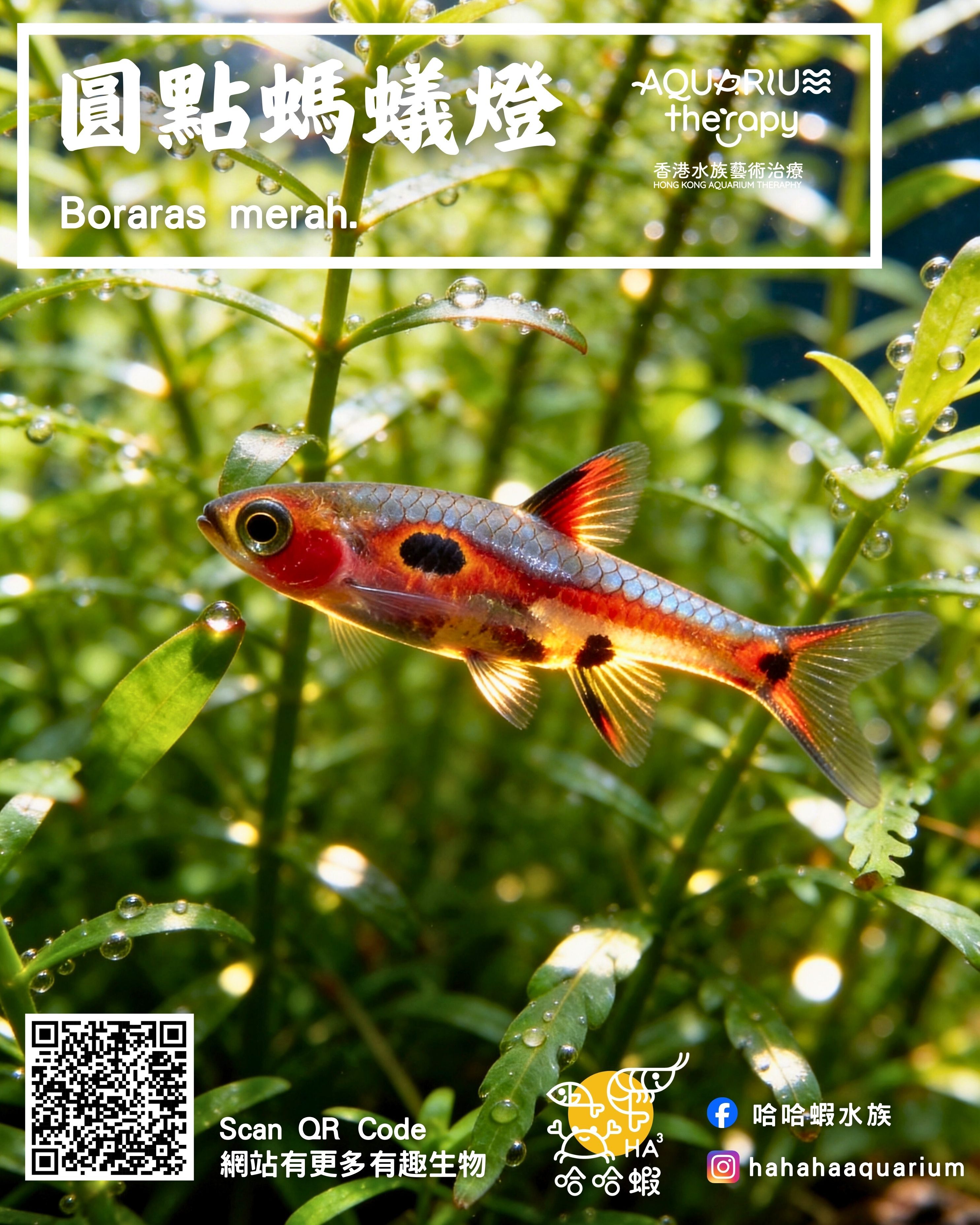 圓點螞蟻燈｜Boraras merah