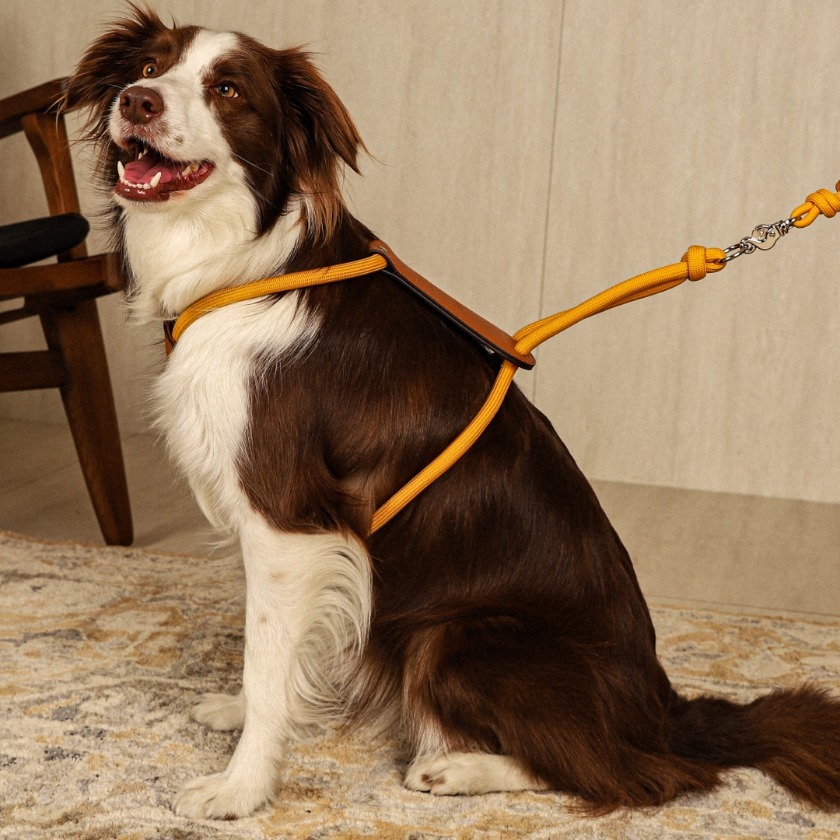 Essential Harness | Savino Grain Leather