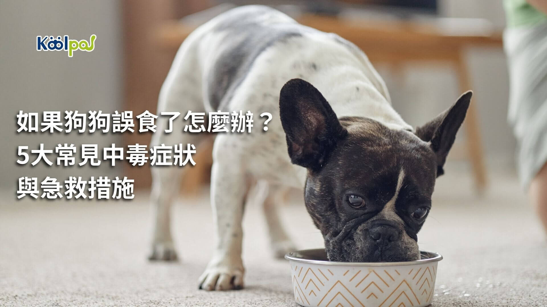 狗狗不能吃什麼食物