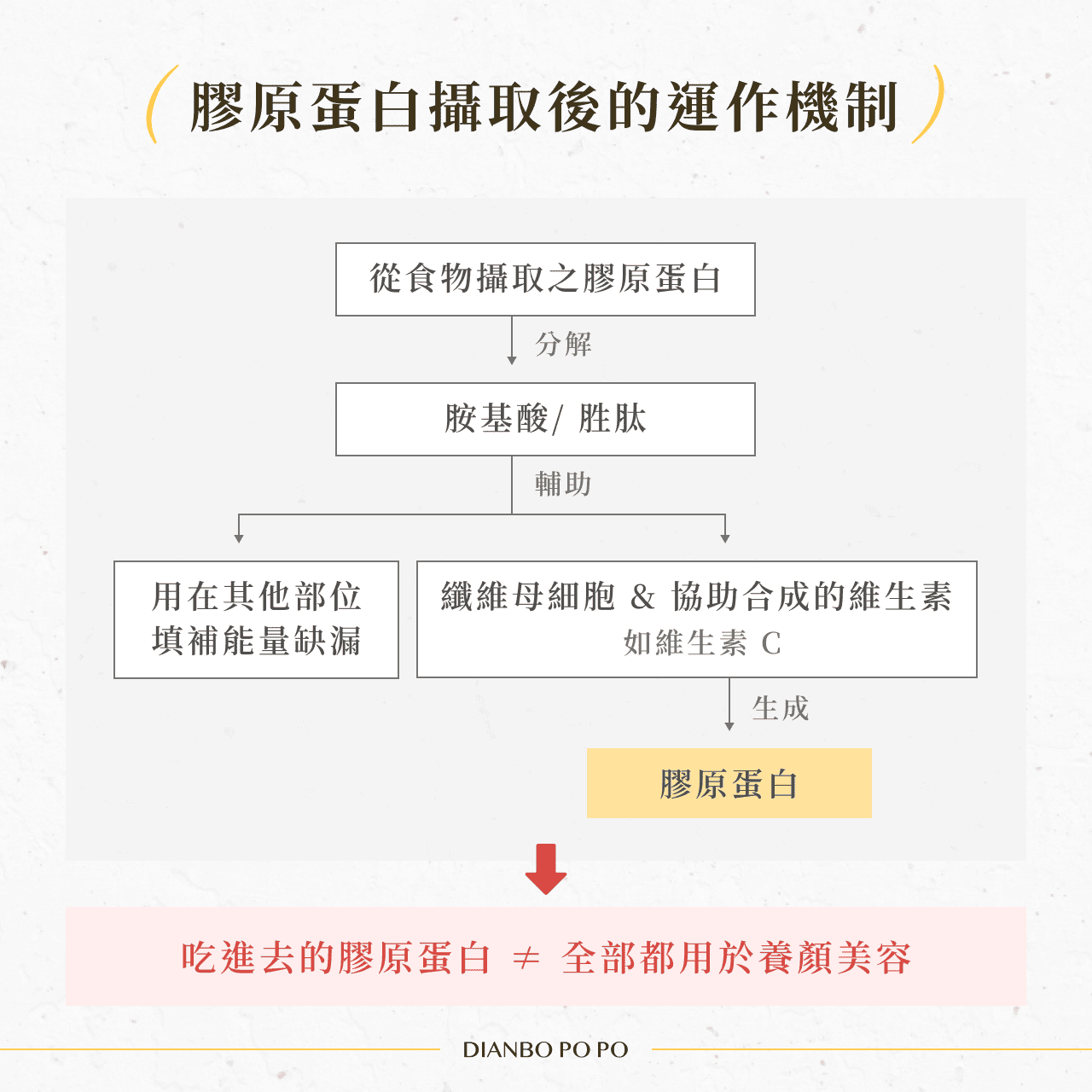 膠原蛋白攝取後的運作機制