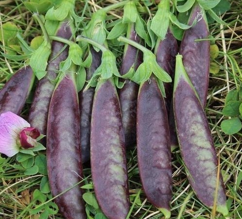 本地有機荷蘭豆 (200g/包)（紫色）