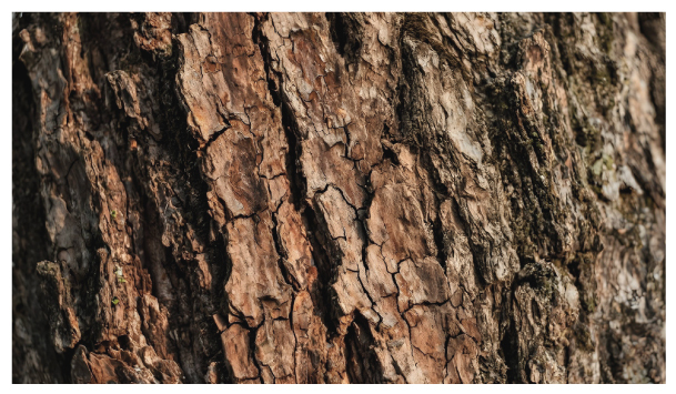 松樹皮是具有保健價值的營養成分