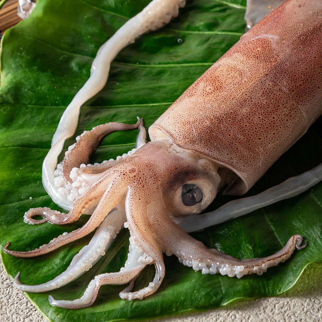 基隆船釣活凍小卷