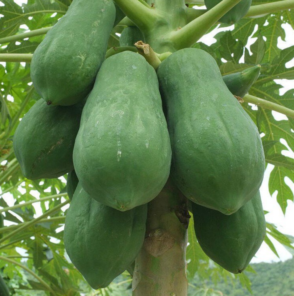 本地有機木瓜 （/青木瓜)(包)