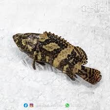 本地養殖沙巴龍躉