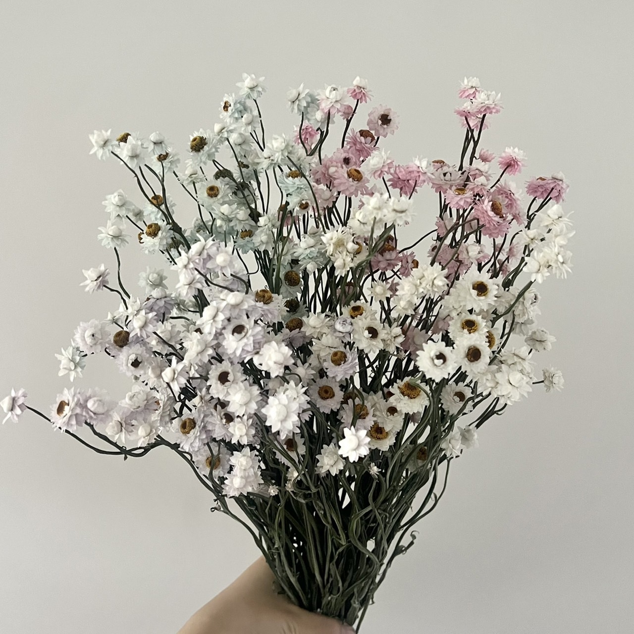 新鮮乾燥洋甘菊