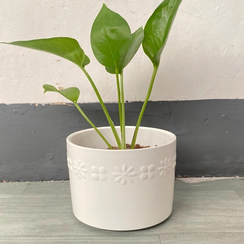 花盆/花卉 白 12×12×10cm