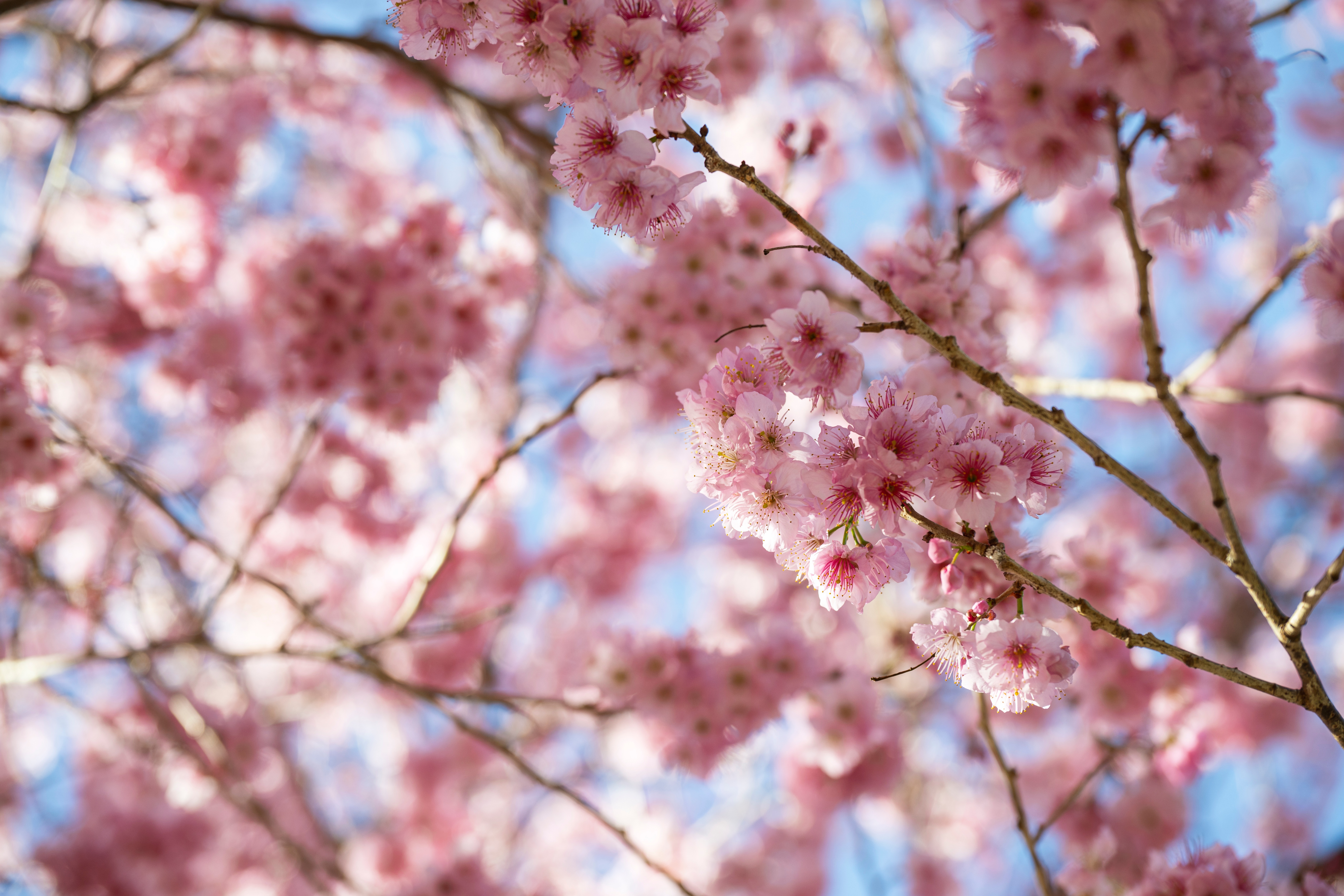 國祥三月櫻花季活動 - Nikon ZR 與晶彩畫