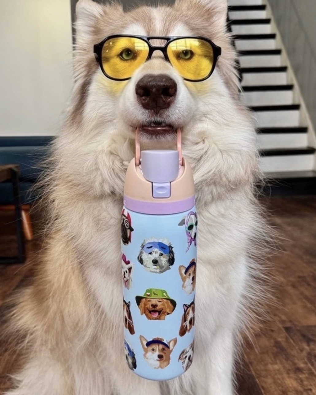 OWALA x UO FreeSip Sway 32oz 限量聯名 冷水瓶 水壺 雙飲杯 947ml 貓貓款 狗狗款