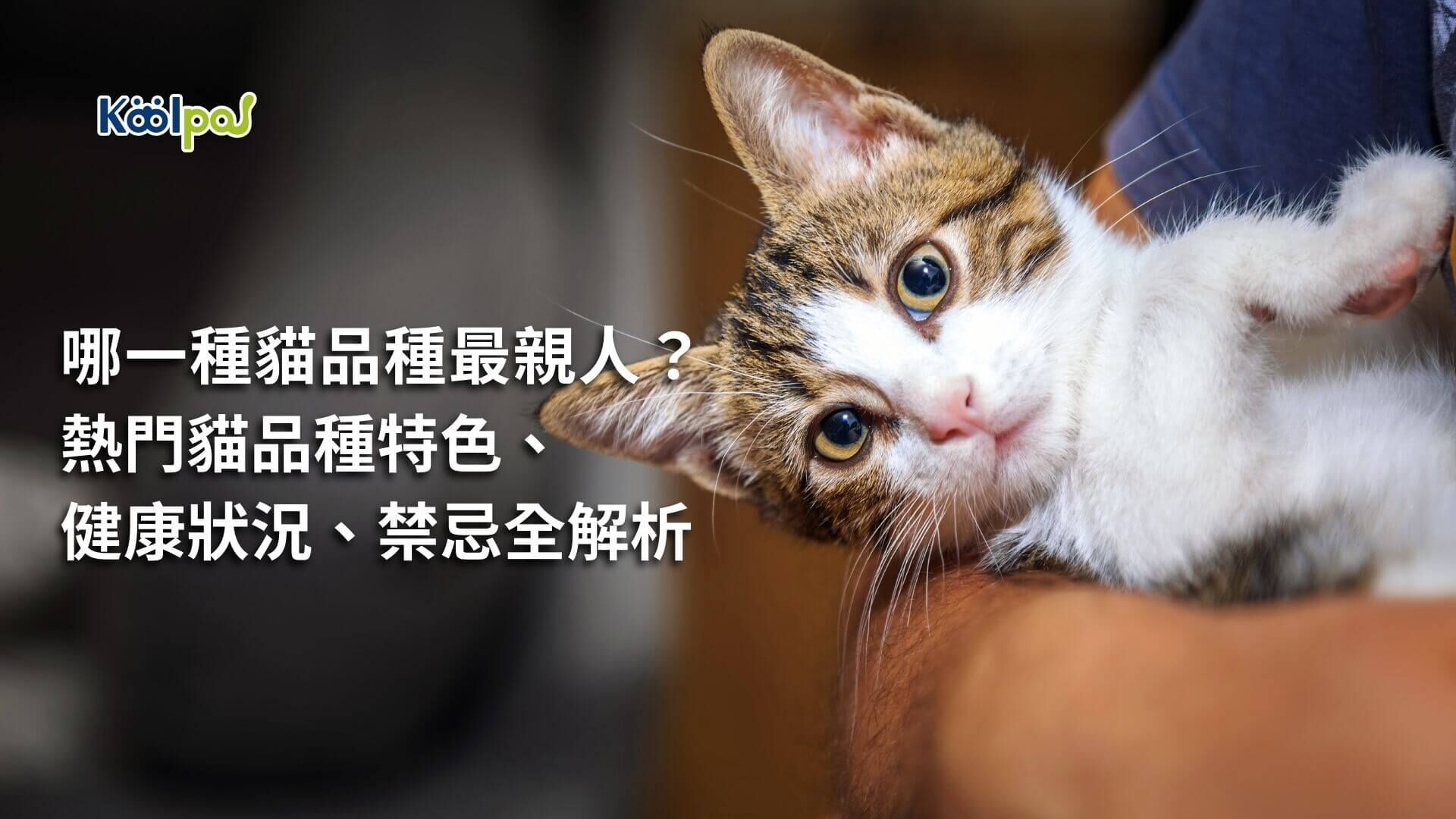 了解不同貓品種的個性與照顧需求相當重要