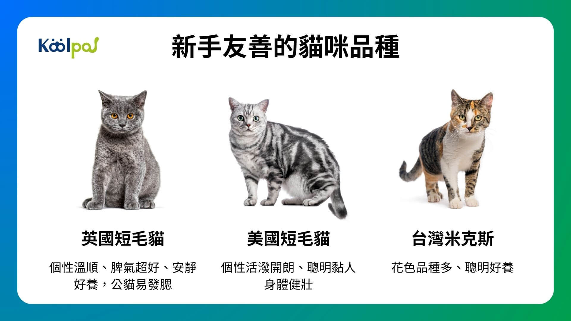 新手友善的貓咪品種