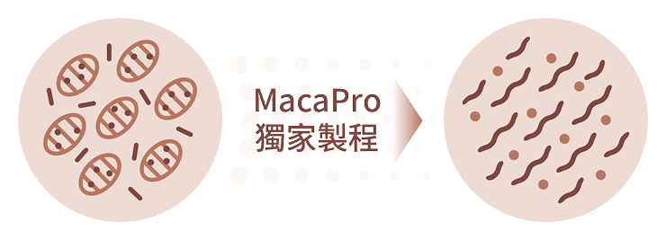 豐傑馬卡採MacaPro獨家低溫凝膠製程，好吸收，營養更完整