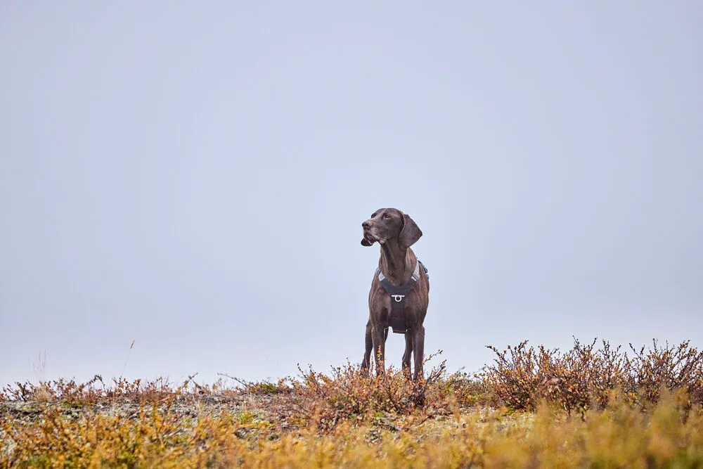 芬蘭Hurtta- 動能Rover胸背帶(玄武黑)