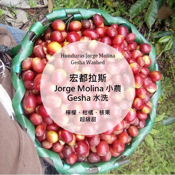 Hondura Jorge Molina Gesha Washed