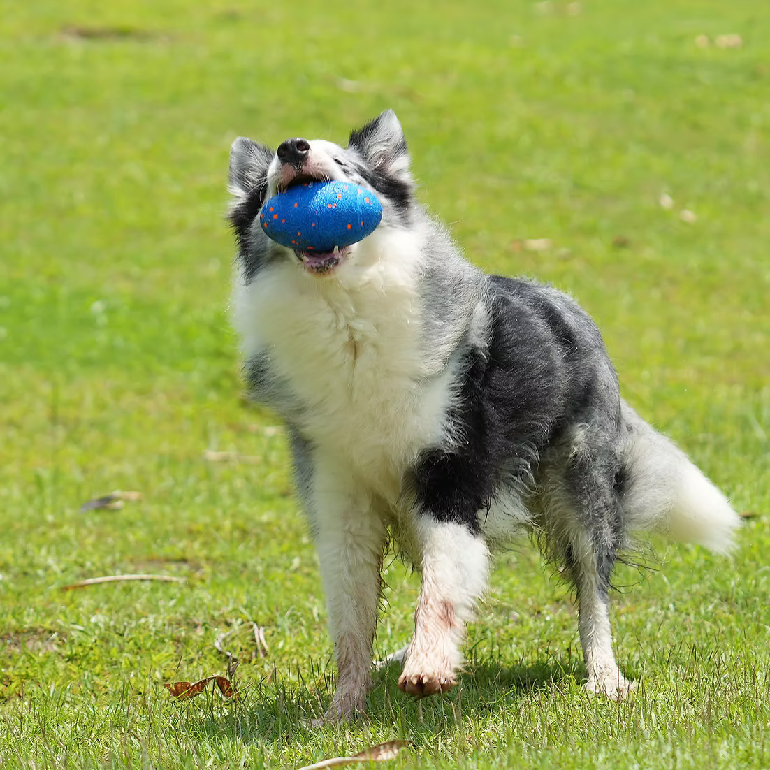 Cheerble -Wicked Rugby 快樂橄欖球(兩色）