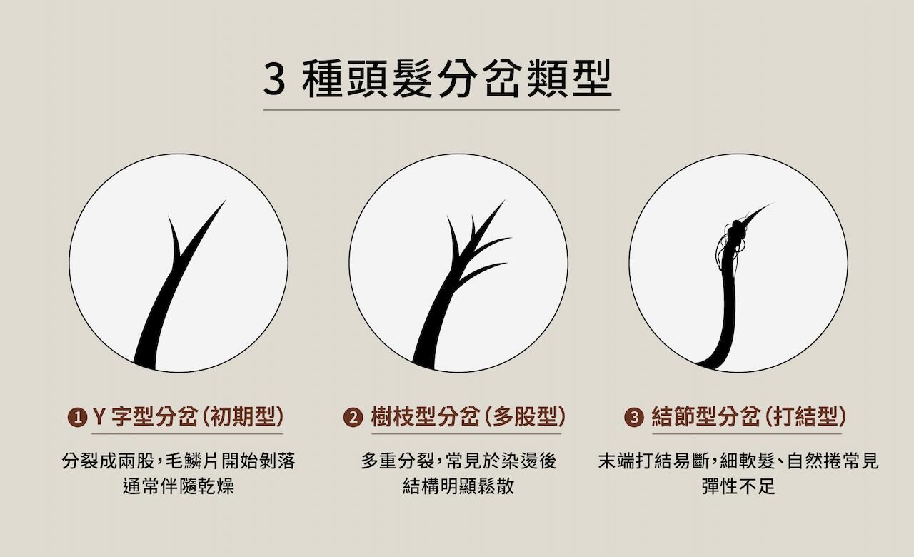 頭髮分岔類型比較表
