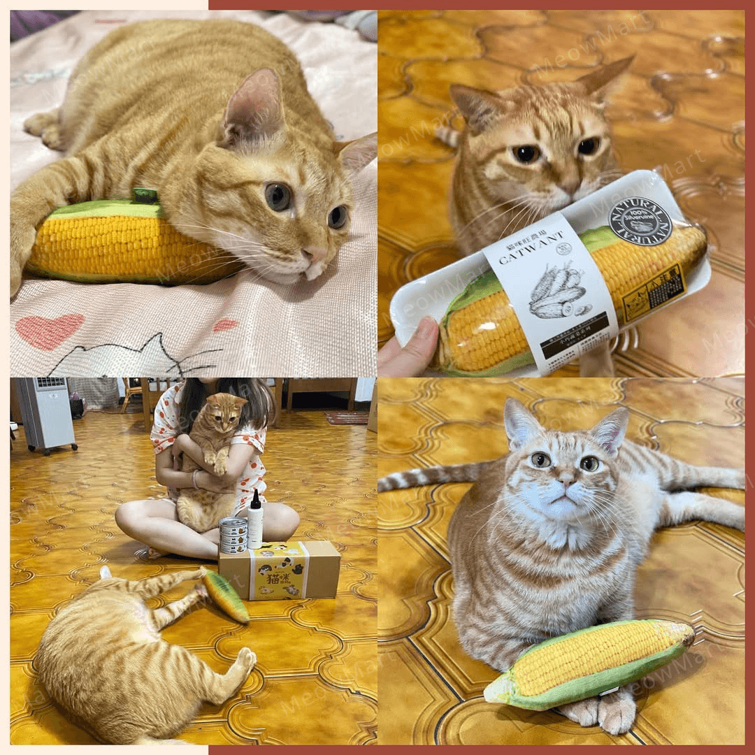 catwant 貓咪旺農場 玉米