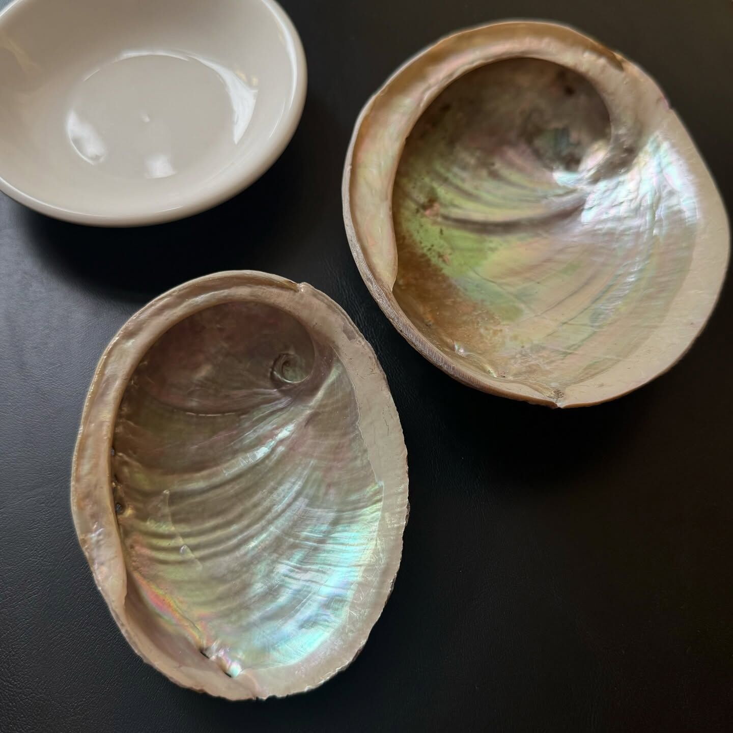 [原石] 鮑魚貝 適合燃燒聖木、鼠尾草