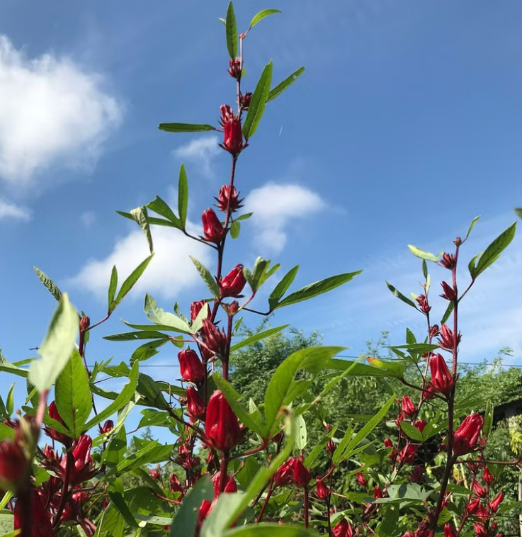 LoCoFARMS 本地種植｜洛神紫蘇薑茶手工茶包