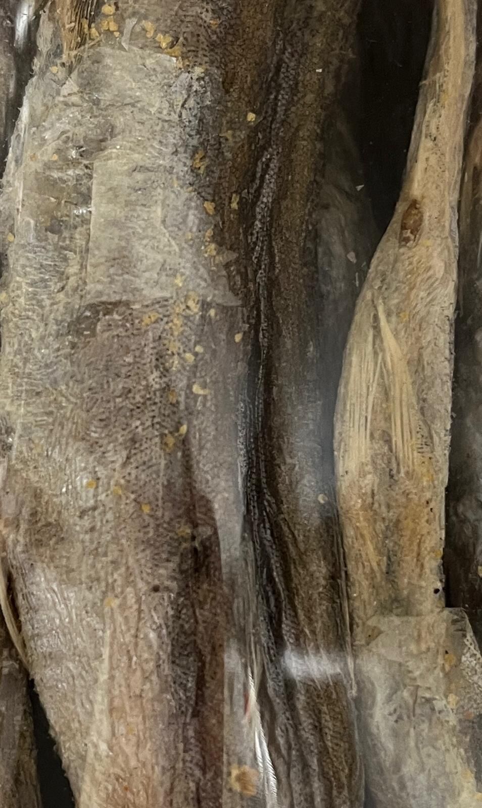 Paws Park日本多春魚凍乾 100g (貓狗食用）