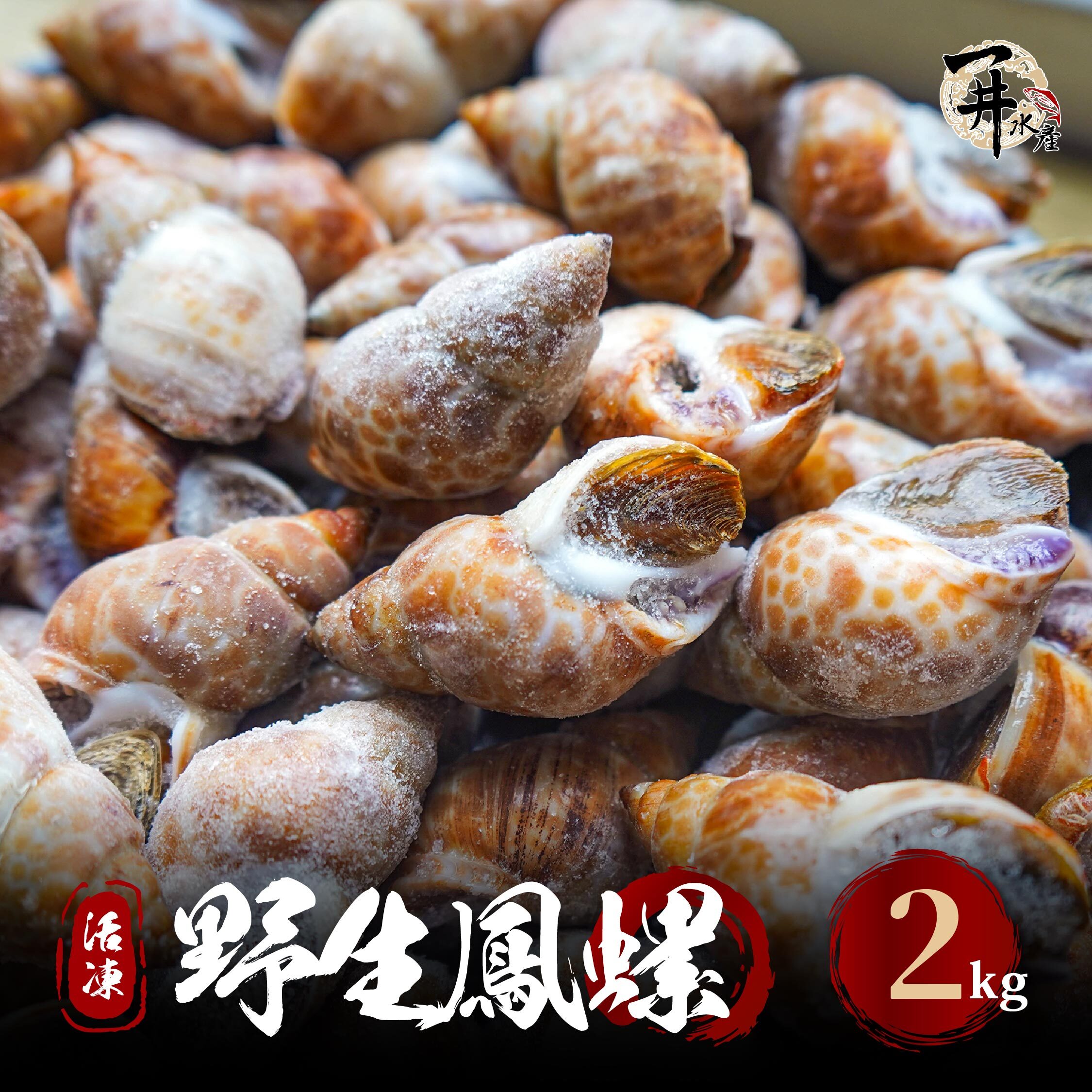 活凍 野生鳳螺