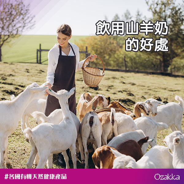 飲用山羊奶的好處:為什麼越來越多人選擇羊奶?(含羊奶粉選購指南)