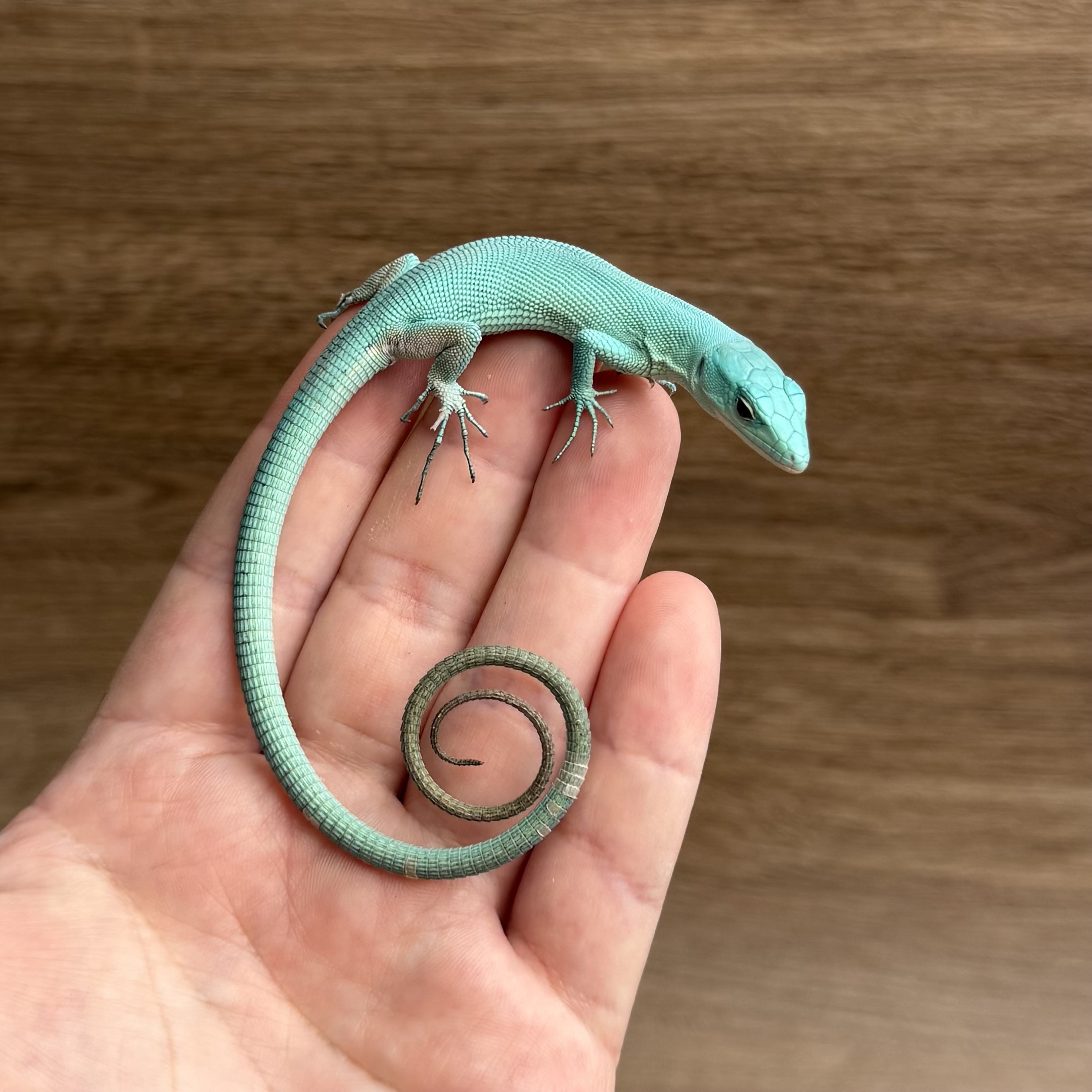翡翠龍紋蜥．藍