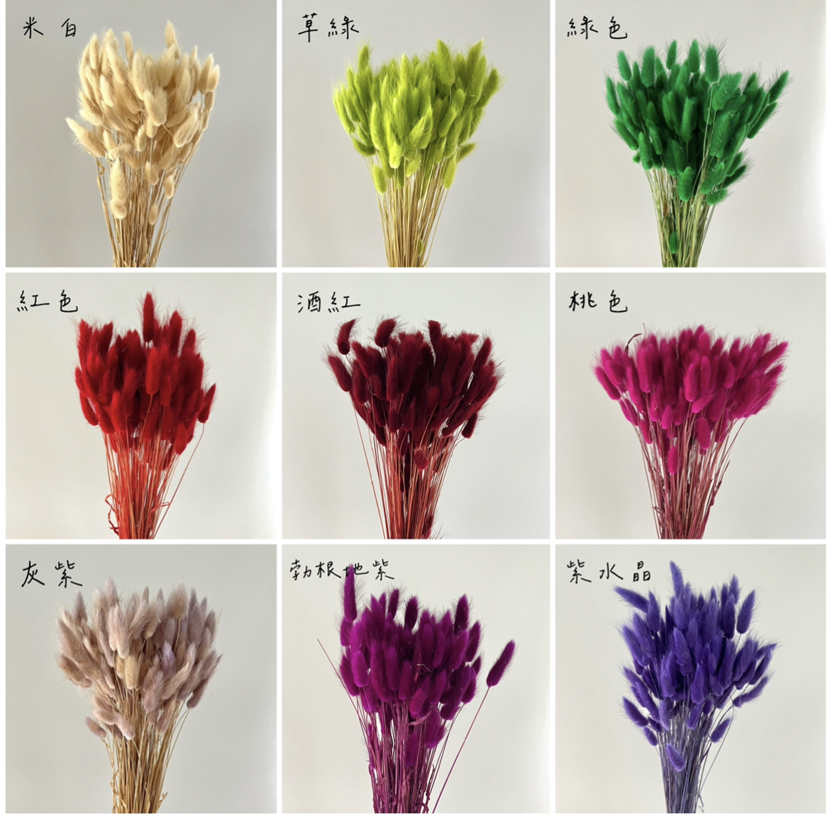 義大利原裝兔尾草