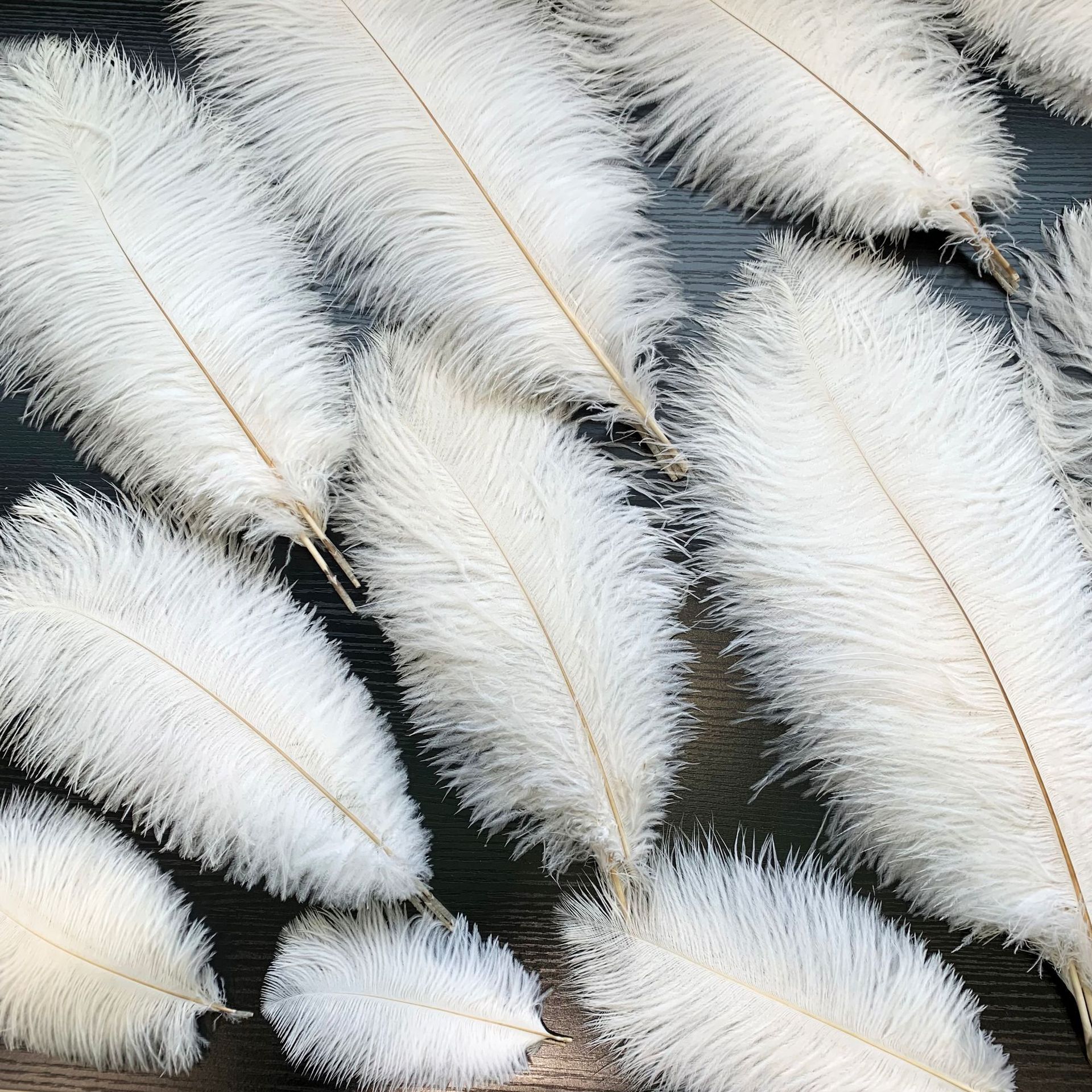 【台灣現貨速發】25公分扇羽毛 羽毛 駝鳥羽毛 鴕鳥毛