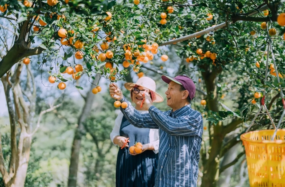 但台灣水果還有很多原生種（Native Species）被大家遺忘，其中一個就是南庄橙。