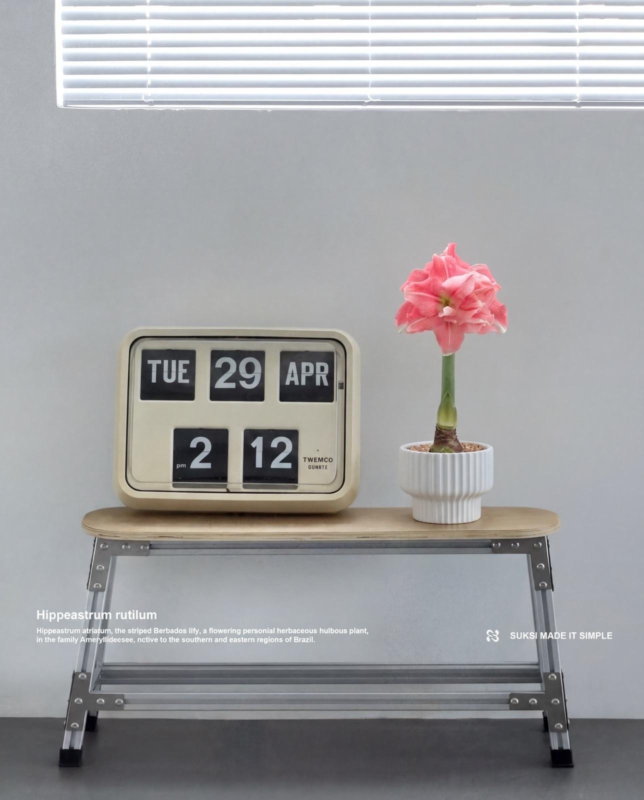 春日祭限定 - 朱頂紅盆栽