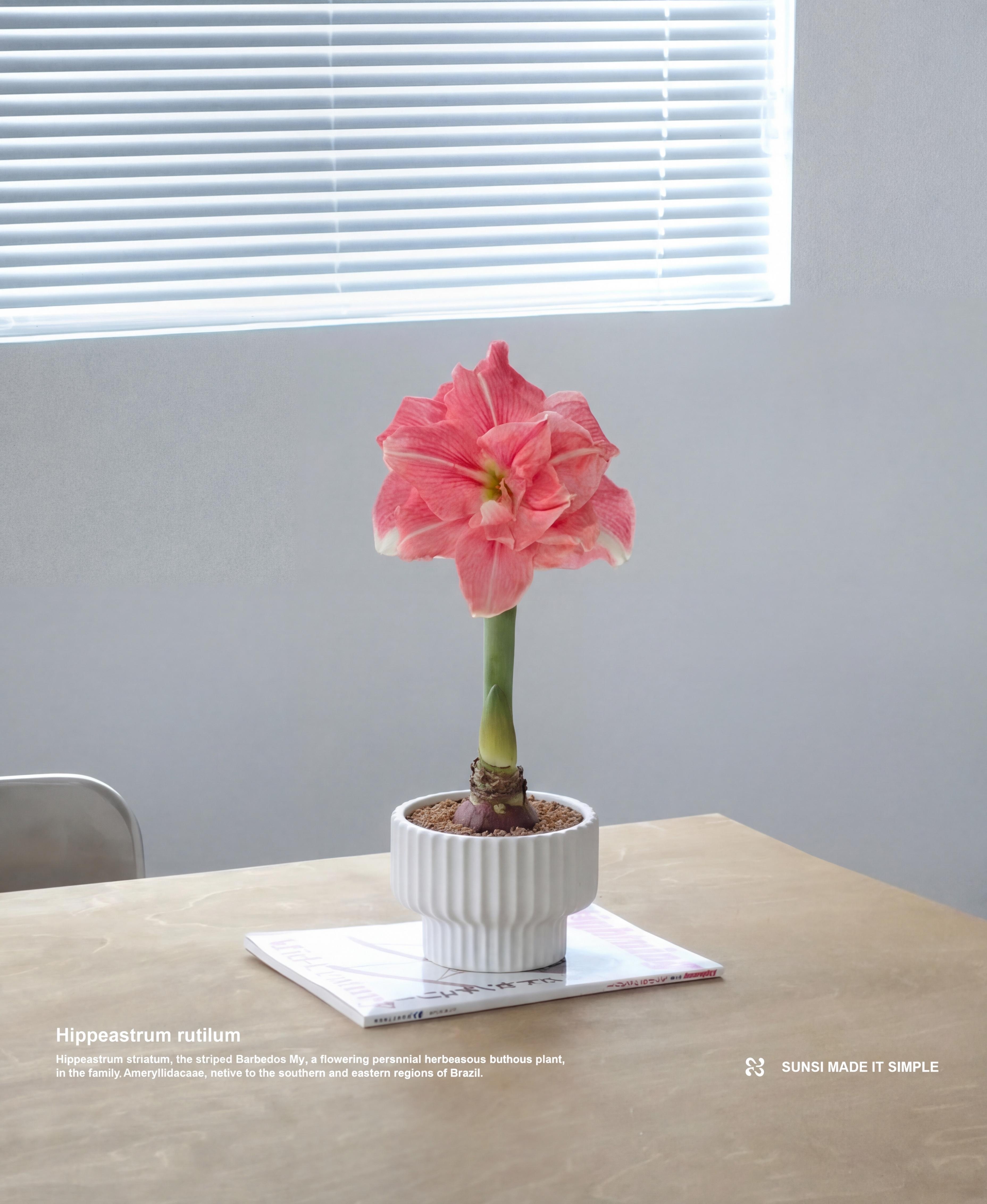 春日祭限定 - 朱頂紅盆栽