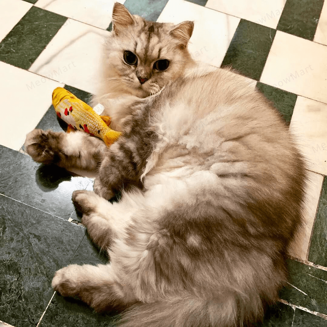 catwant 貓咪旺農場 錦鯉