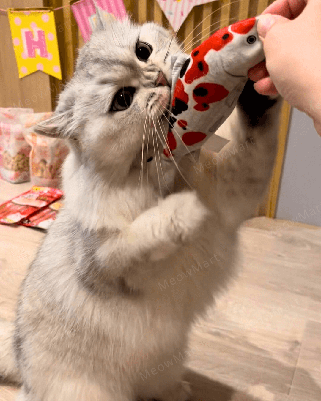 catwant 貓咪旺農場 錦鯉