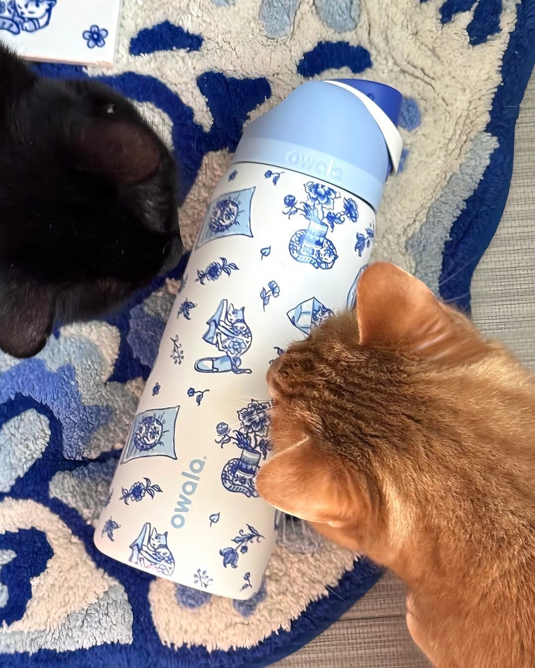🇺🇸 OWALA FreeSip 貓貓塗鴉 藍色 淡藍色 天空藍 不鏽鋼保溫杯 直飲杯 吸管杯 32oz 946ml / 預購