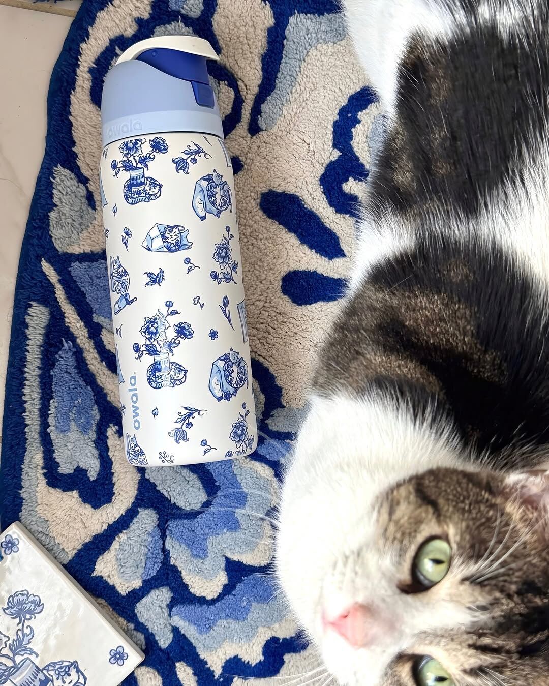 🇺🇸 OWALA FreeSip 貓貓塗鴉 藍色 淡藍色 天空藍 不鏽鋼保溫杯 直飲杯 吸管杯 32oz 946ml / 預購
