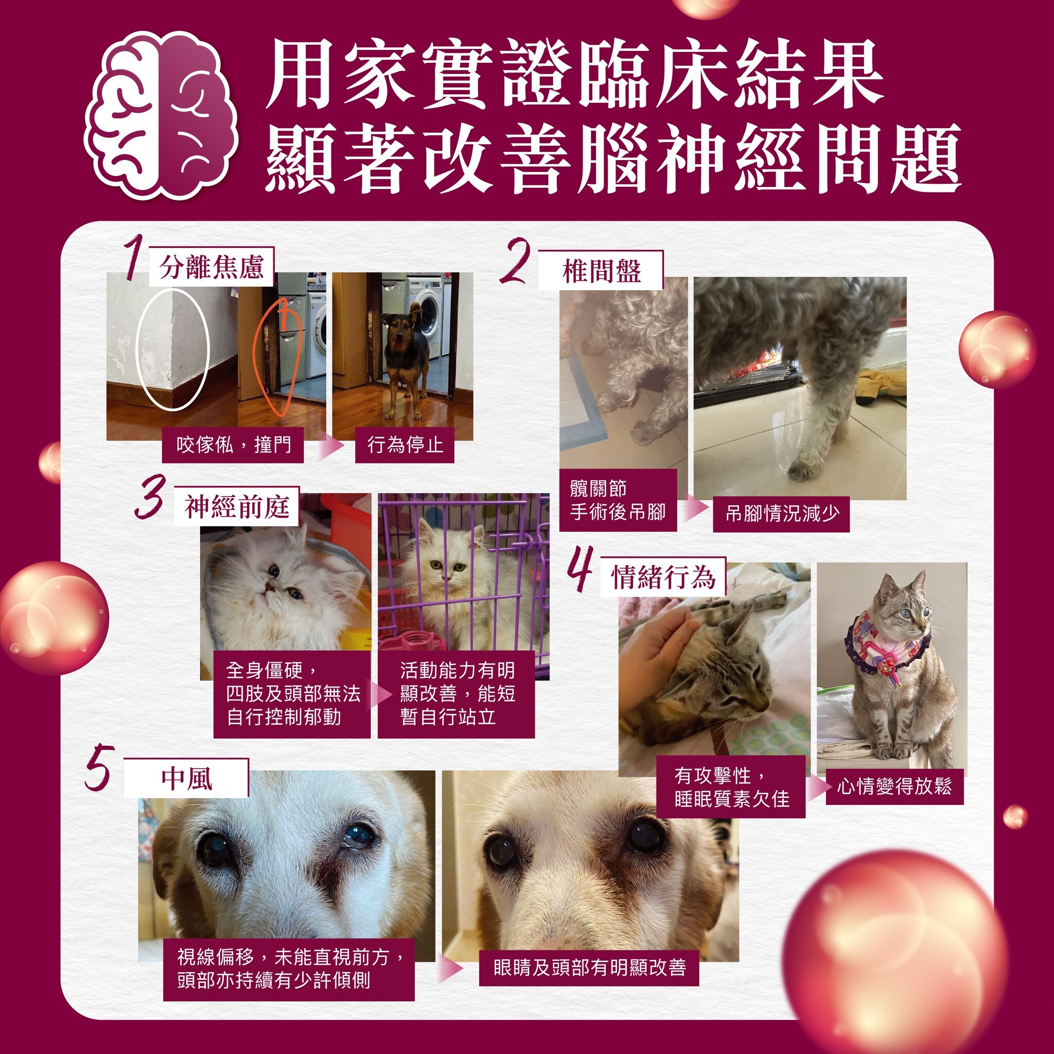 Kiwivital ENZOBOOST CHEWS 紐西蘭松樹醇 [ 腦神經醫學級配方 ] 營養補充粒 60粒(有效修復 "腦.脊.肌"神經訊息傳遞, 改善大腦認知, 神經前庭, 情緒行為)