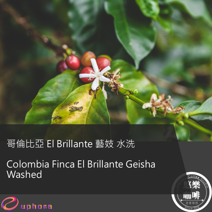 Colombia Finca El Brillante Geisha Washed