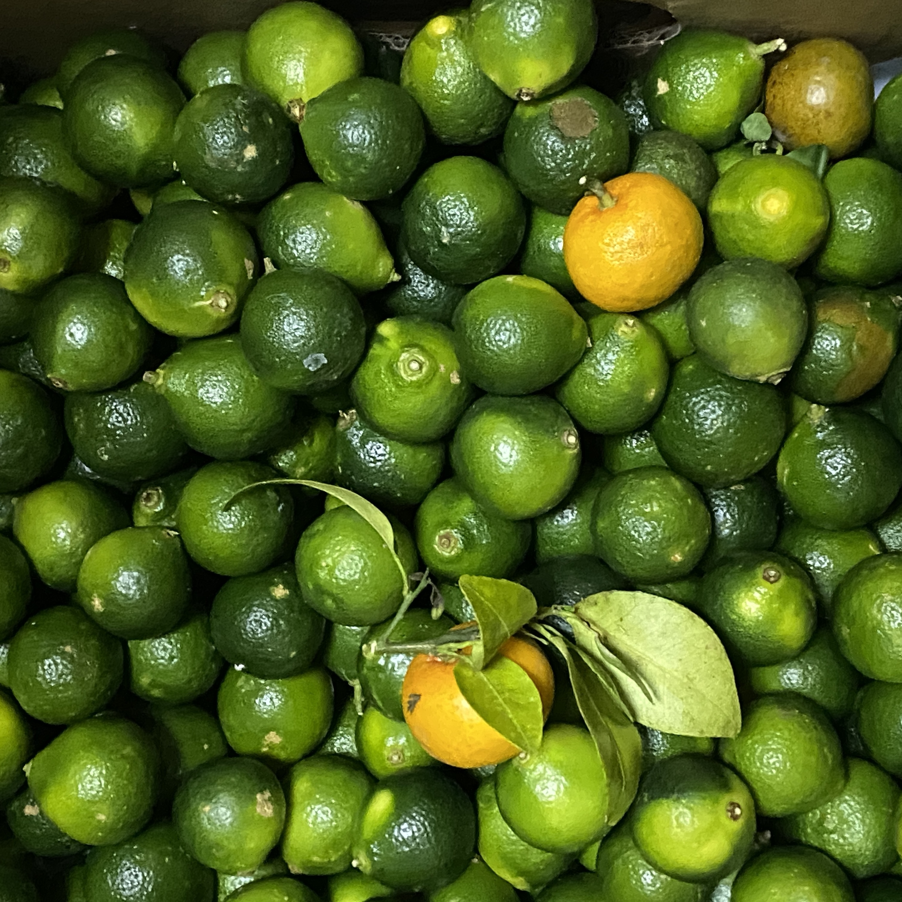 Tiny Citrus