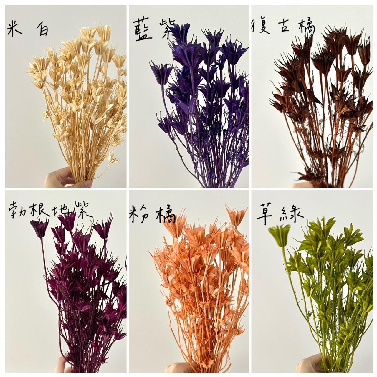 義大利乾燥木百合(把)