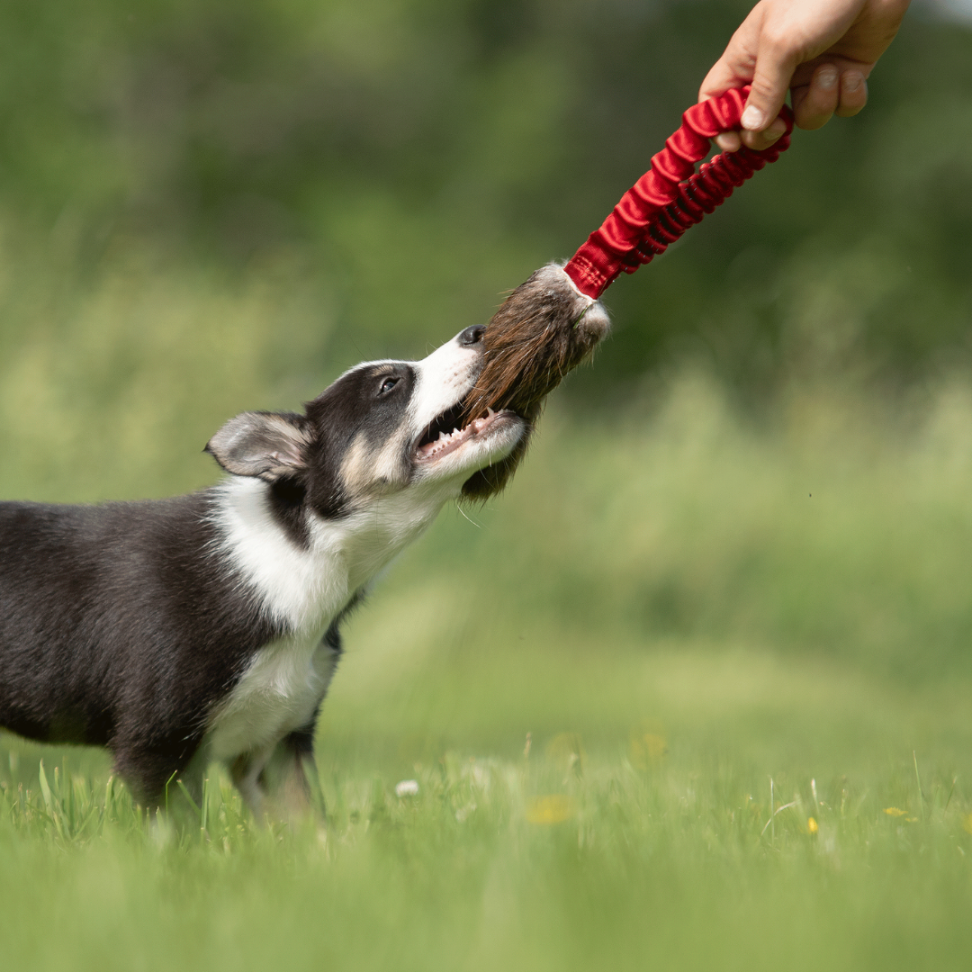 瑞典Doggie-Zen｜彈力海狸毛口袋玩具