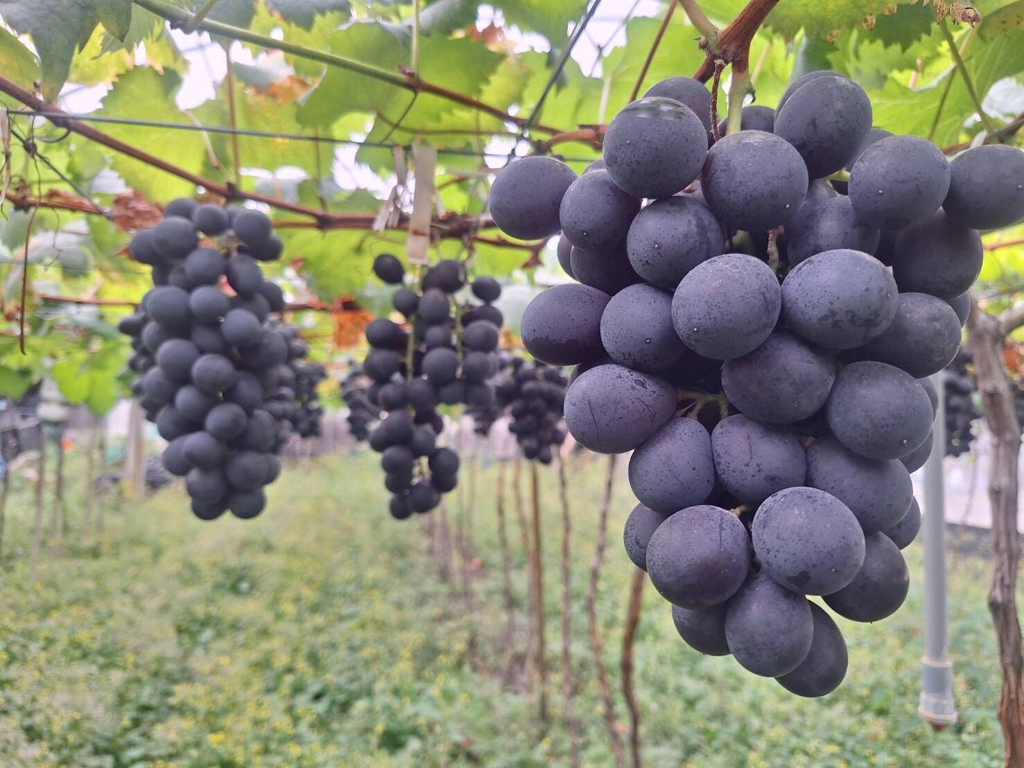 預購【03月19日(四)到貨】彰化縣農友💮溫室巨峰牛奶葡萄【約4台斤/4串/盒】(含箱重)