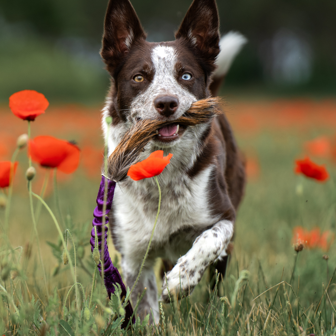 瑞典Doggie-Zen｜彈力鹿毛玩具