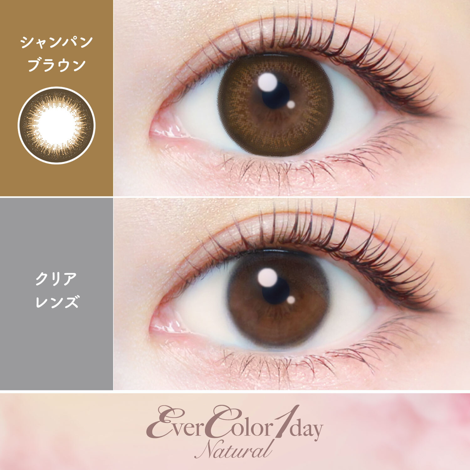 Ever Color 1 Day Natural champagnebrown｜日拋彩妝隱形眼鏡｜每盒20片