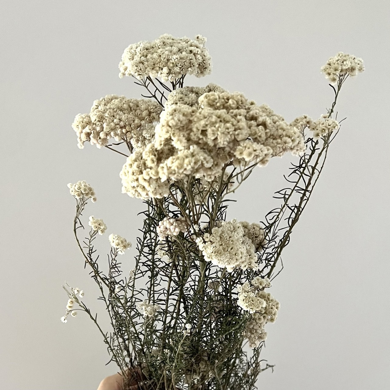 (促銷)新鮮乾燥米香花