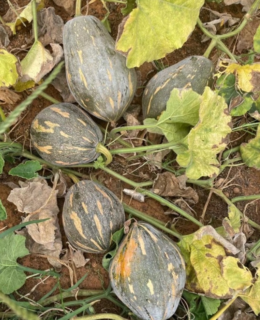 本地有機南瓜（香芋南瓜）