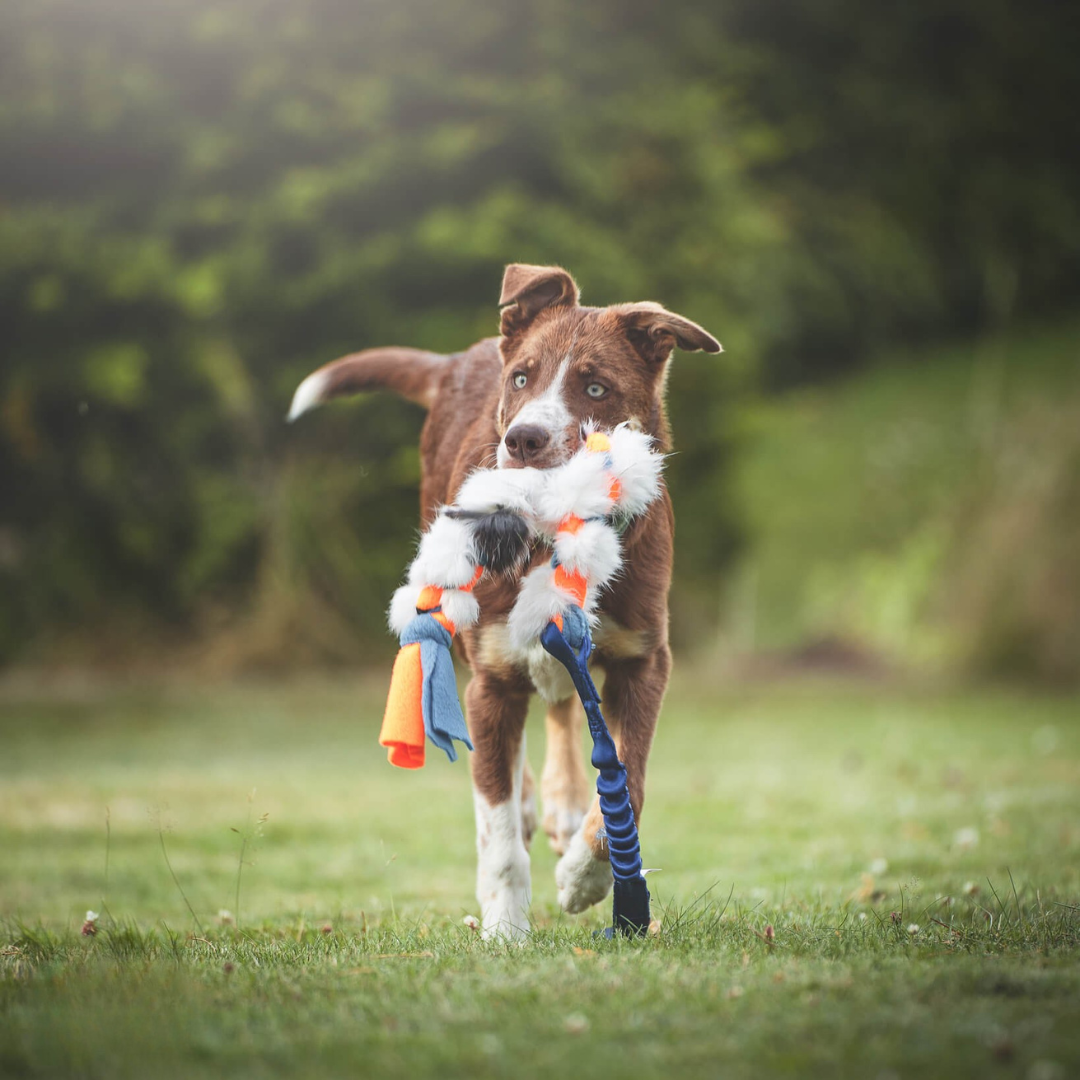 瑞典Doggie-Zen｜彈力兔毛絨編繩玩具