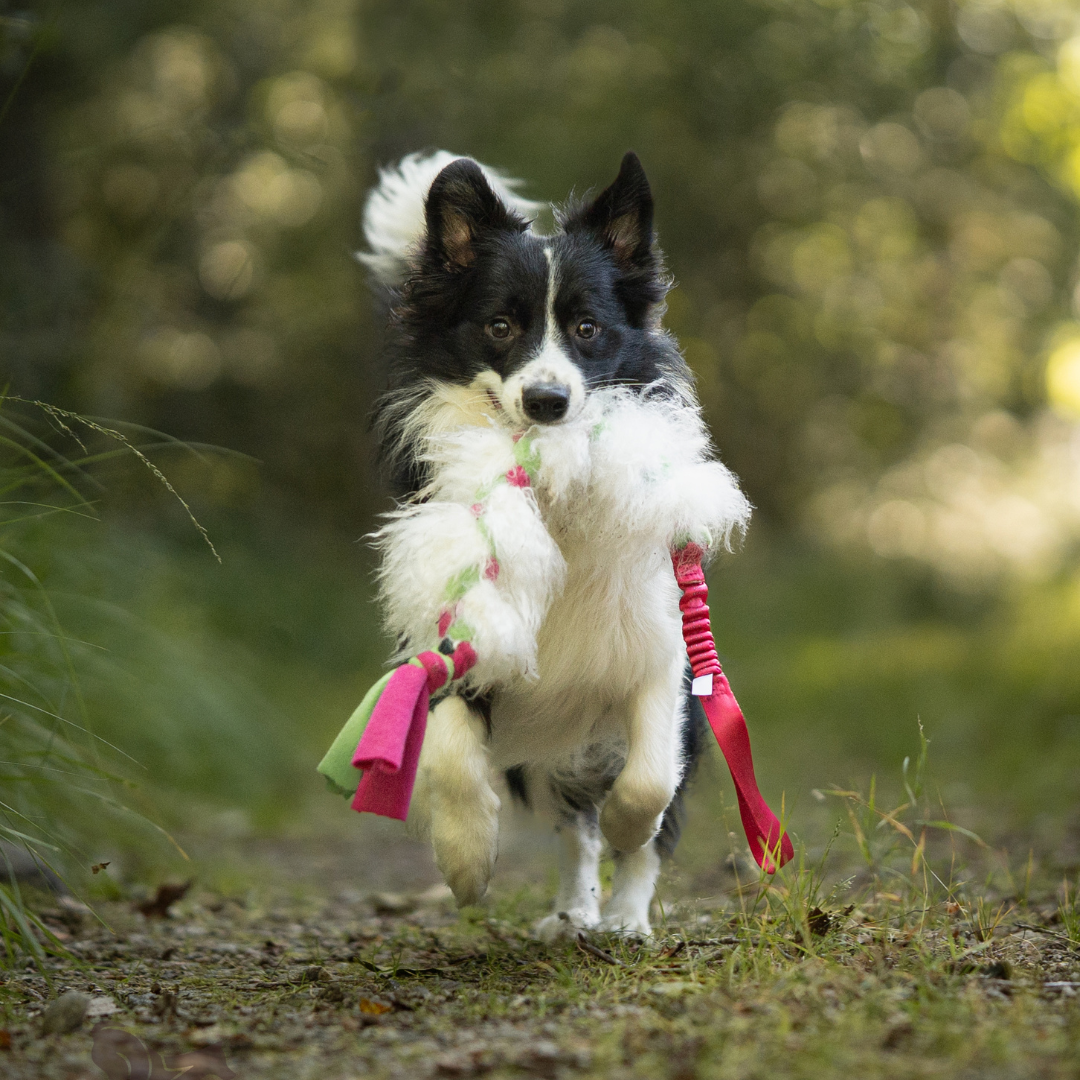瑞典Doggie-Zen｜彈力羊毛絨編繩玩具